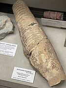 The holotype of Actinoceras beloitense from Wisconsin