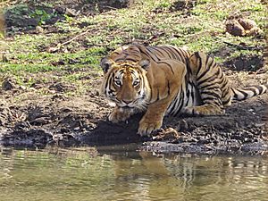 Tiger Drinking Pond Mudumalai Mar21 DSC01310