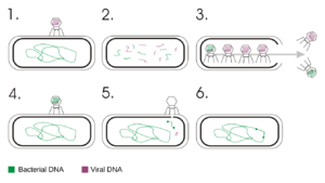 Transduction (genetics)en