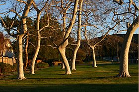 Trees, Casa Conejo, CA