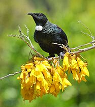 Tui perched on top of kowhai branch full of flowers with green background