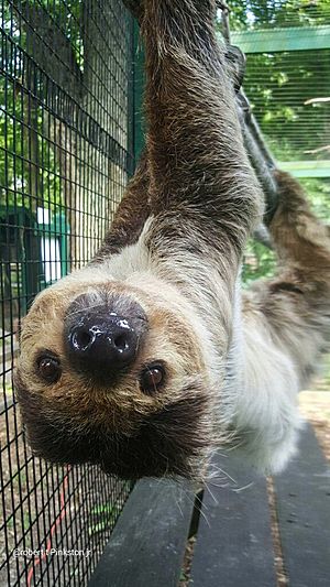 Two Toed Sloth at Henson Robinson Zoo