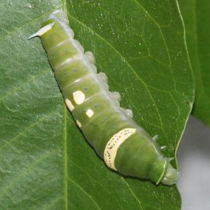 Ulysses Butterfly Caterpillar