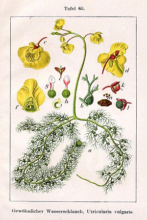 Utricularia vulgaris Sturm63.jpg