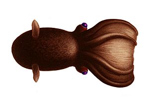 Vampyroteuthis infernalis dorsal view