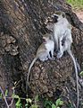 Vervet monkeys Kruger