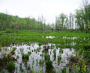 Wetlands in Mason Neck State Park