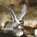 White-fronted tern flapping its wings as it lands