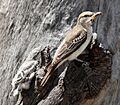 White winged triller female