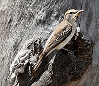 White winged triller female