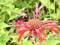 Xylocopa virginica