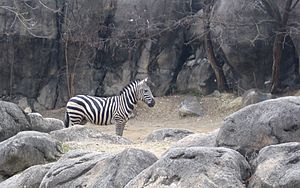 Zebra maryland balt