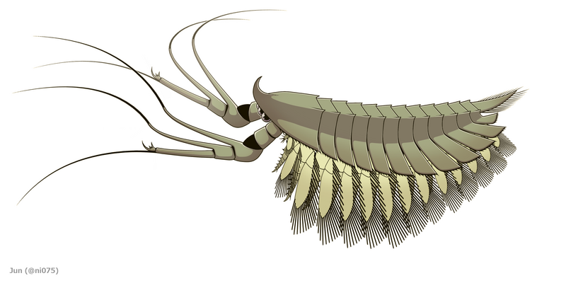 20191027 Leanchoilia superlata