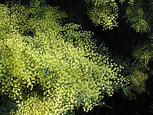 Acacia caesiella 1380.jpg