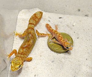Adult D. tessellatus in comparative to a hatchling