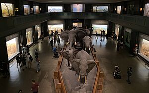 Akeley Hall of African Mammals at AMNH