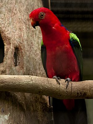 Alisterus chloropterus -Jurong Bird Park -male-8a.jpg