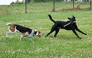 American Foxhound and Labrador Retriever playing
