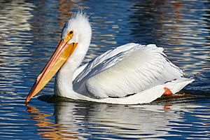 American White Pelican (Las Gallinas Wildlife Ponds)