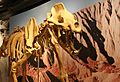 Amphyicyon Skeleton, Alf Museum