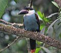 Andigena nigrirostris Terlaque pechiazul Black-billed Mounatin-Toucan (6894036367).jpg