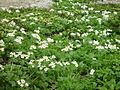 Anemone narcissiflora in Mount Tsubakuro add 2002-07-27