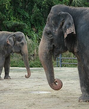 Asians Elephants of the Central Florida Zoo