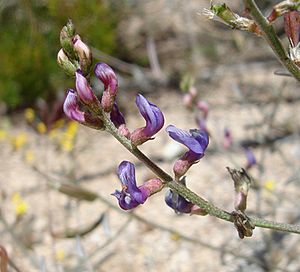 Astragalus-bernardinus-2.jpg