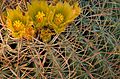 Barrel cactus flowers - closeup