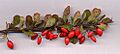 Berberis thunb frt