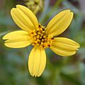 Bidens flwr