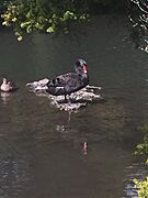 Black Swan Auckland Zoo 2018