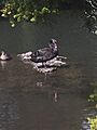 Black Swan Auckland Zoo 2018
