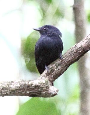 Bluish-slate Antshrike (Thamnomanes schistogynus).jpg