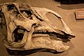 Brachylophosaurus skull
