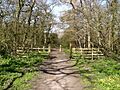 Bradley Woods - geograph.org.uk - 392797
