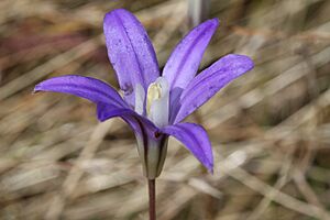 Brodiaea coronaria 3122