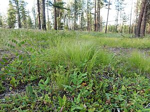 Calamagrostis rubescens and Pinus ponderosa