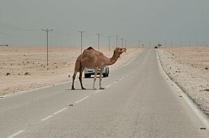 Camel crossing the road south of Al Wakrah in Qatar