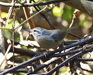 Cantorchilus guarayanus - Fawn-breasted wren.jpg