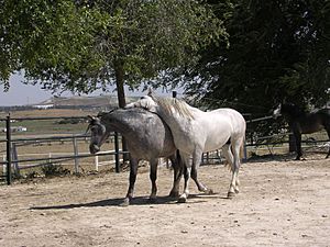 Carthusian colts - Andalucia, Spain Private Tour - June 2007