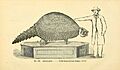 Catalogue of casts of fossils (Plate (II)) BHL39943960