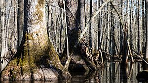 Charles C. Steirly Natural Area (33577649240)