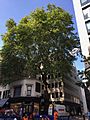 Cheapside plane tree