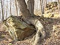 Chestnut oak rock