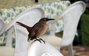 Cinclocerthia ruficauda - Dominica 2001 - a.jpg