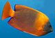 Clarion angelfish (Holacanthus clarionensis) (19185438555) (cropped).jpg