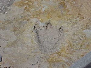 ClaytonLakeStateParkDinosaurFootprint