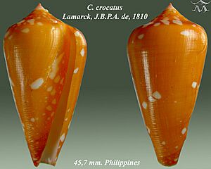 Conus crocatus 2.jpg