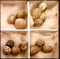Cuckoo Eggs Mimicking Reed Warbler Eggs
